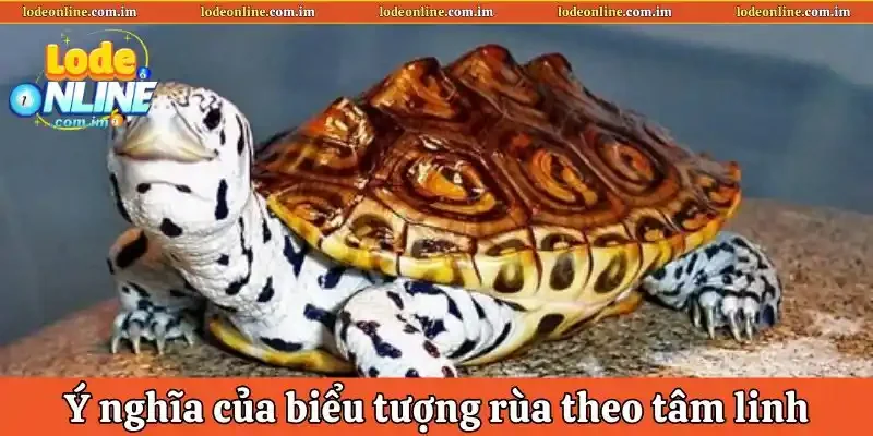 Ý nghĩa của biểu tượng rùa theo tâm linh